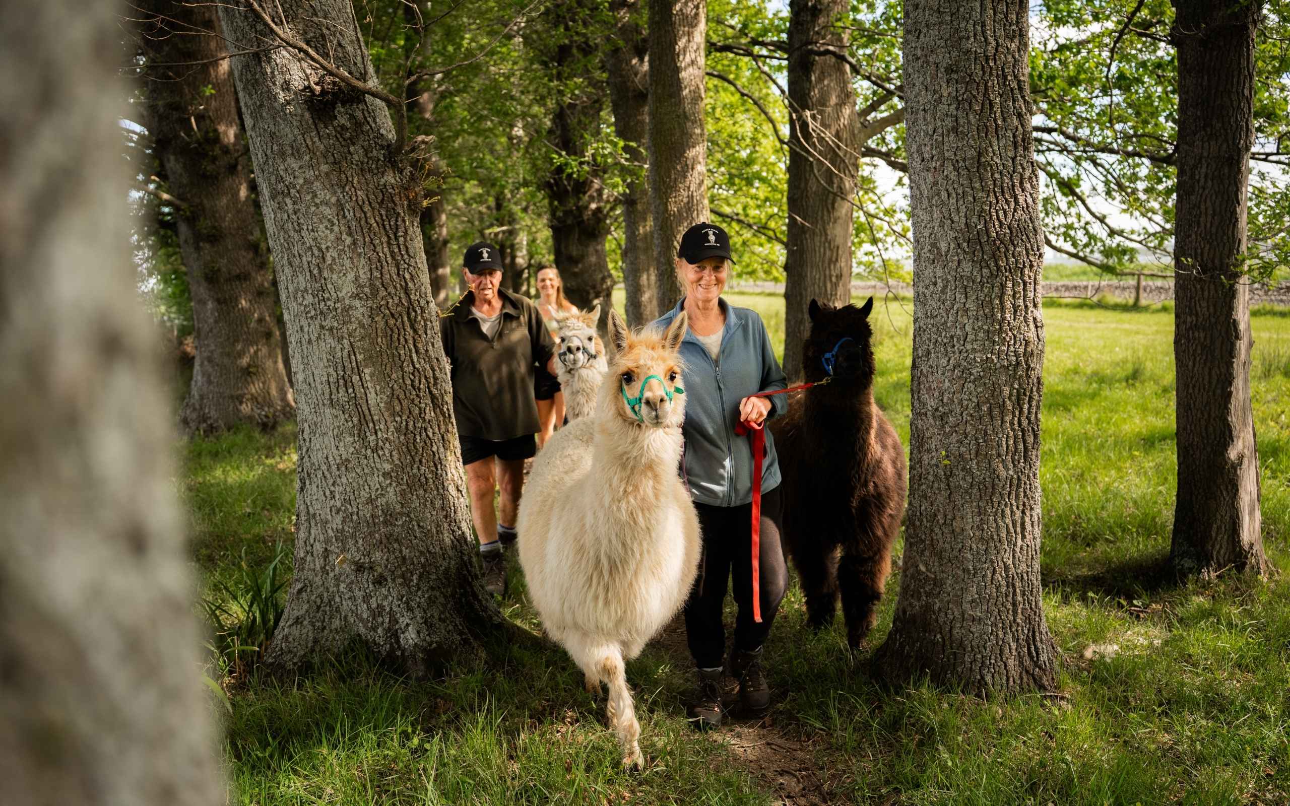 Alpaca Walks