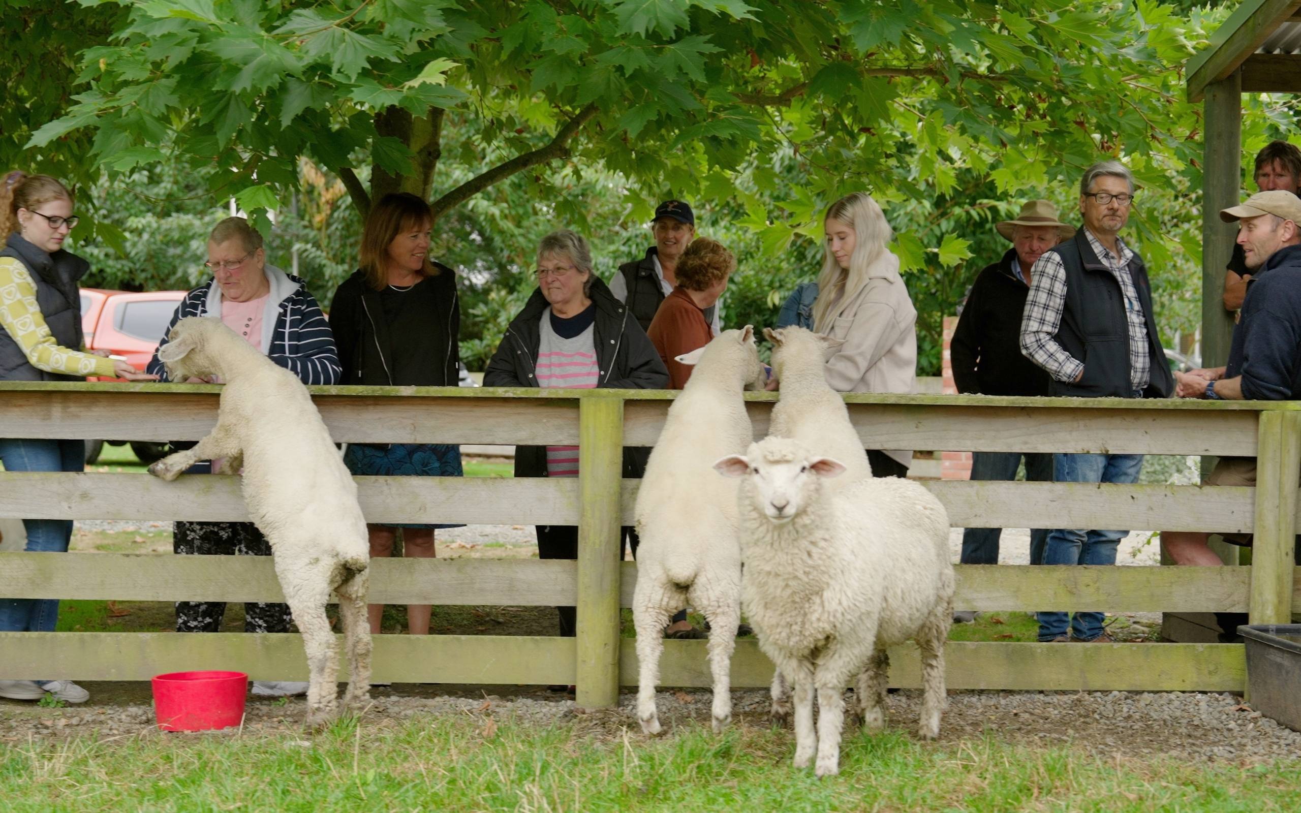 Geraldine Farm Tours