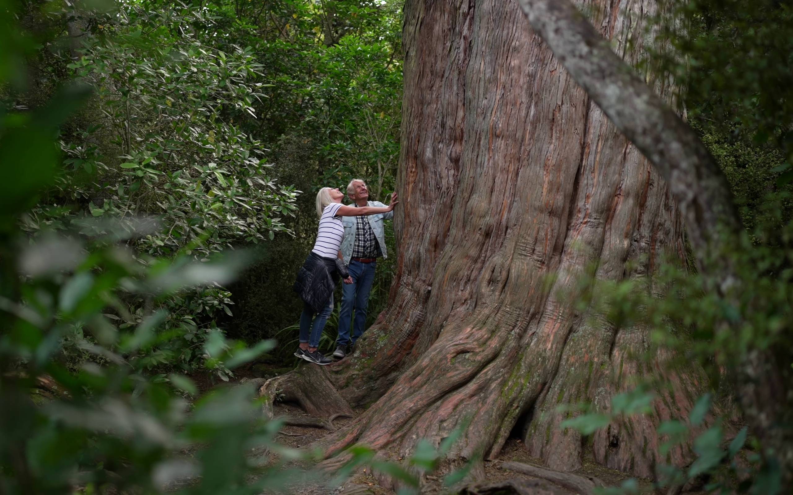 Geraldine Big Tree Walk