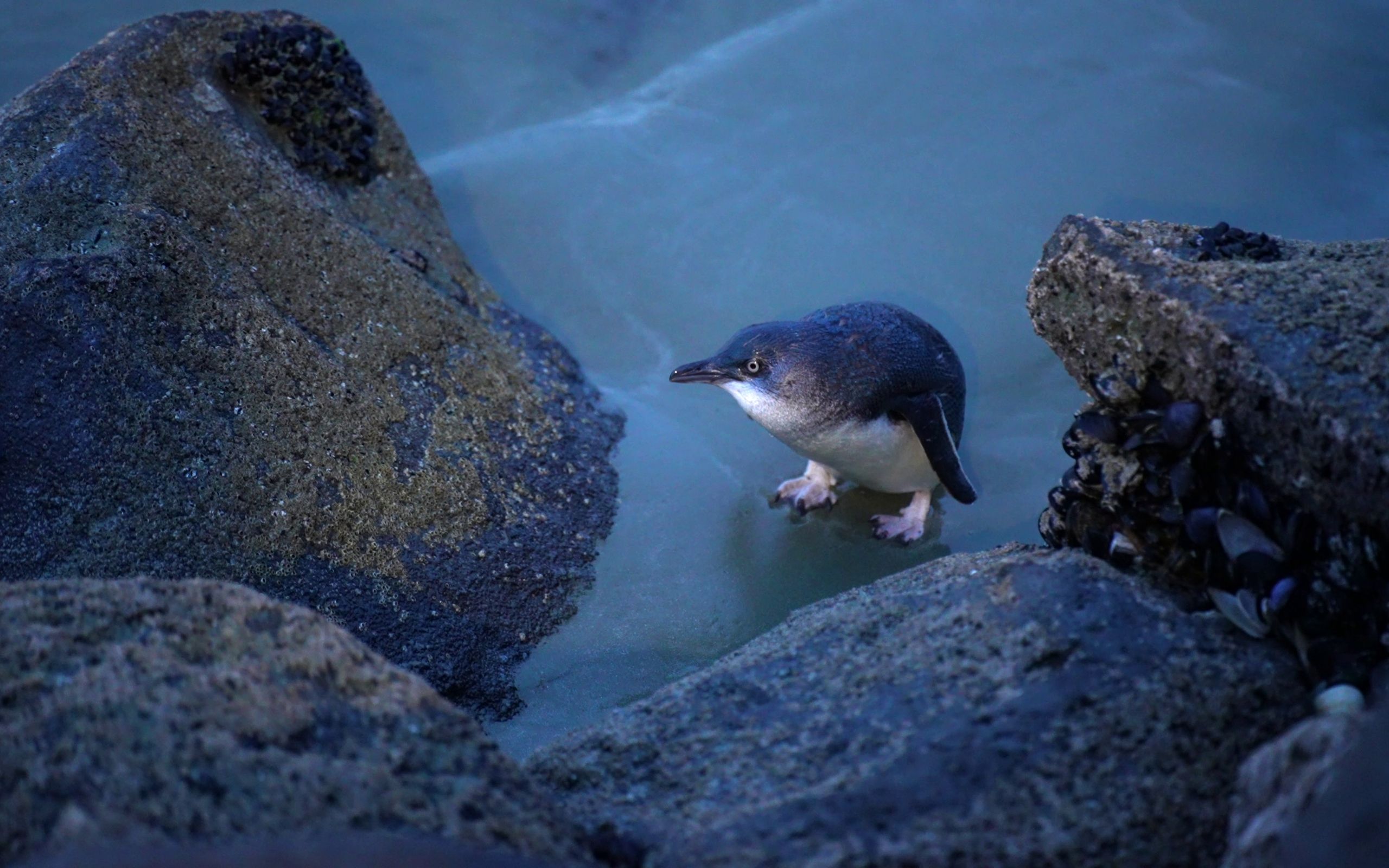 Timaru's little penguins