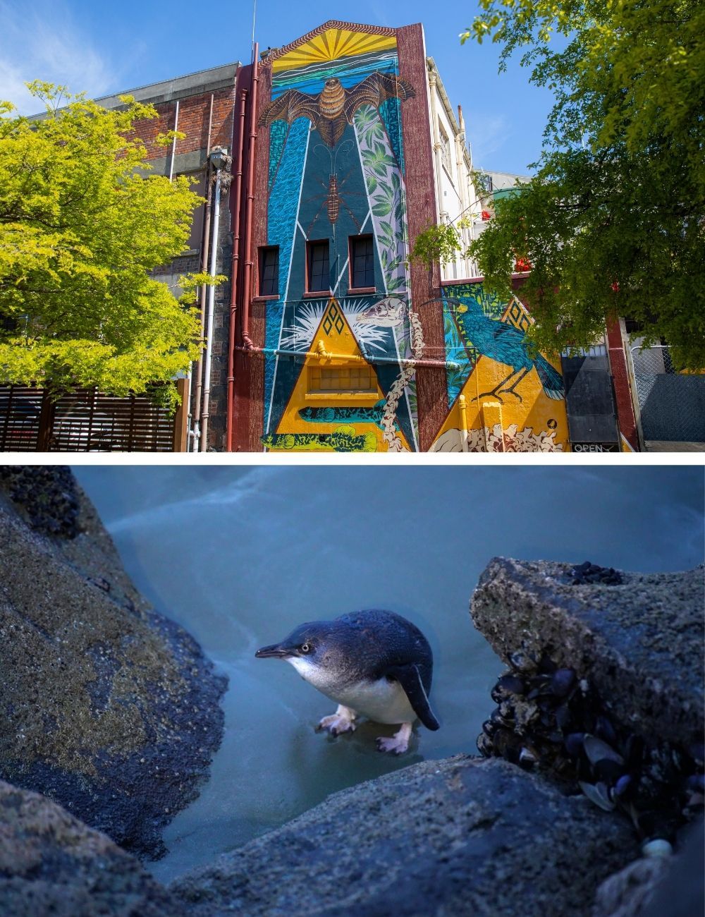 10 free things to do street art and penguins