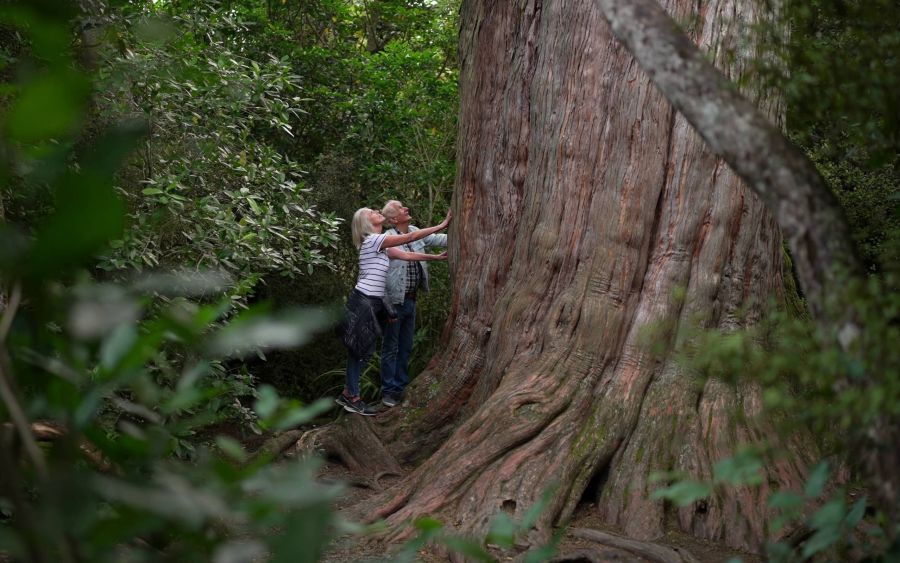 Big Tree Walk