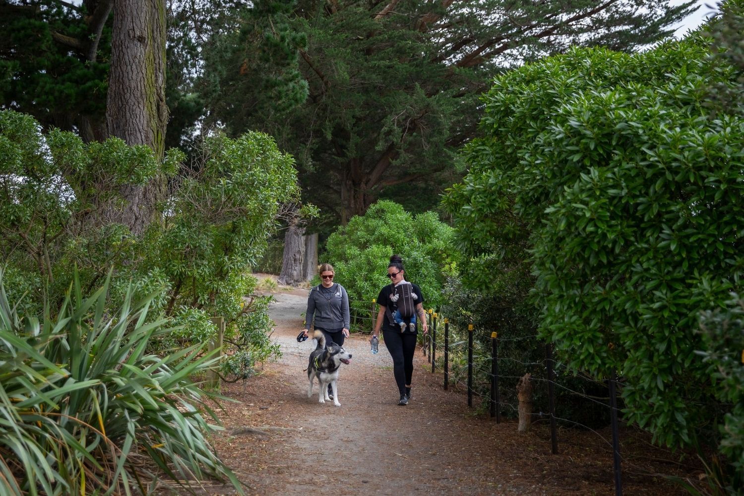Dog friendly walks