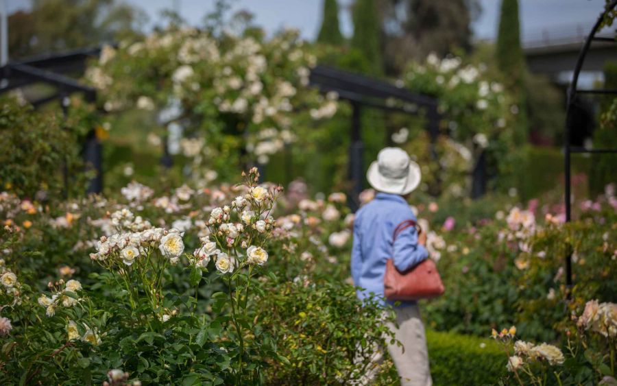Trevor Griffith's Rose Garden