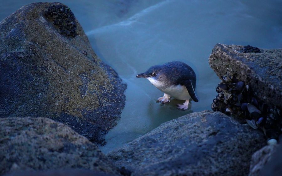 Timaru's little penguins