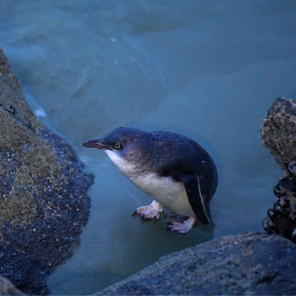 24 hours in Timaru city little penguins
