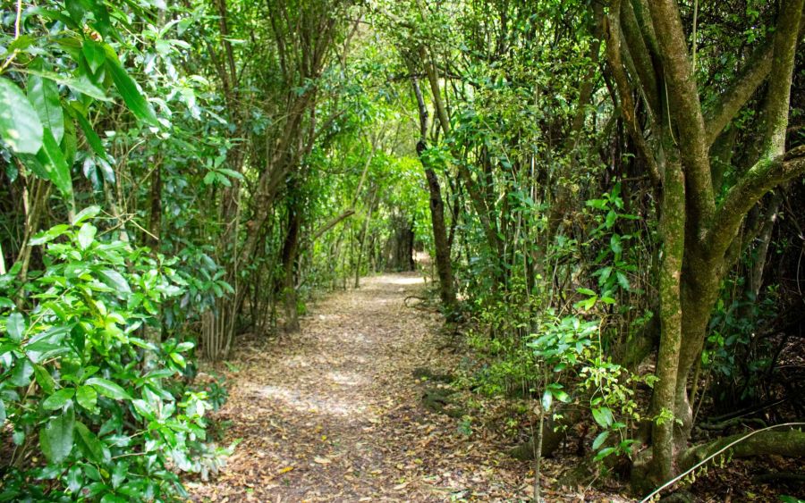 Ribbonwood Track