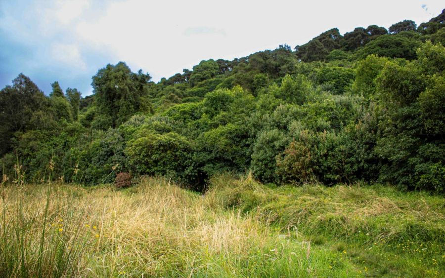 Orari Gorge Track