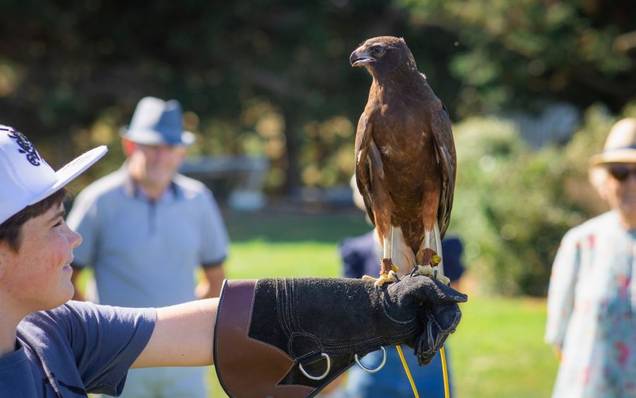 The Raptor Experience