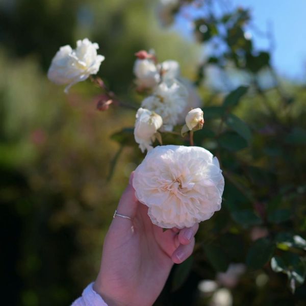 Trevor Griffiths rose garden