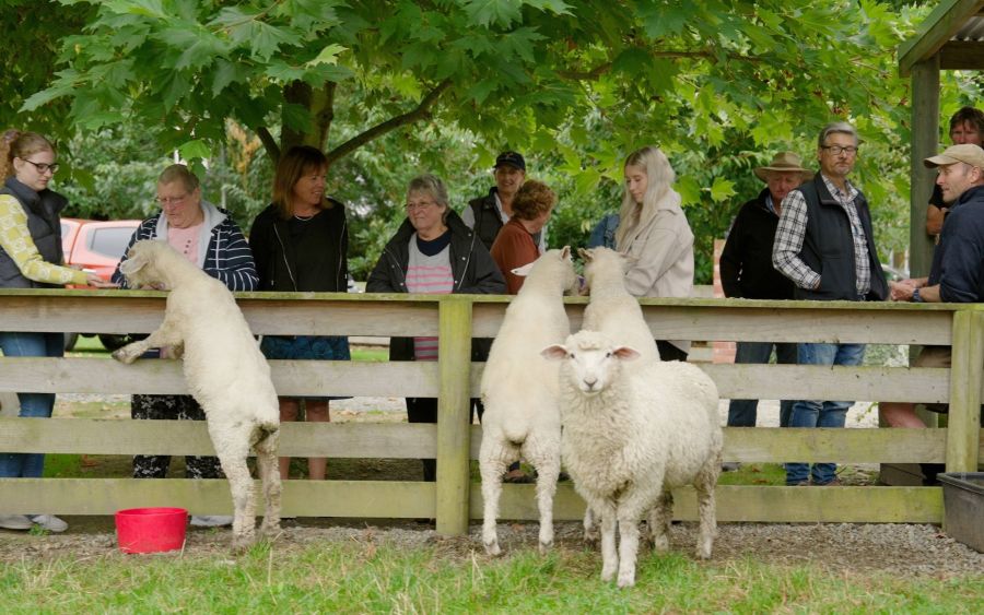 Geraldine Farm Tours