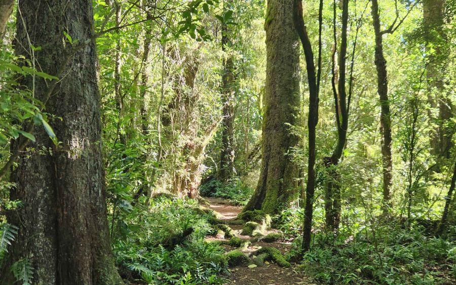 Fern Walk