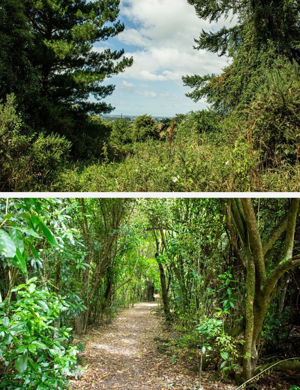 Dog friendly walks Pekapeka Gully and Ribbonwood track