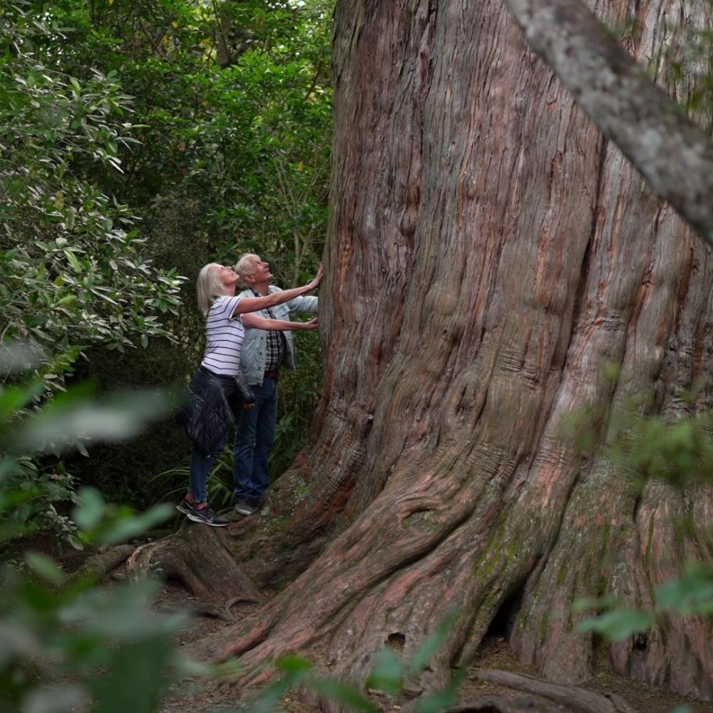 Top 5 walking trails Big Tree Walk
