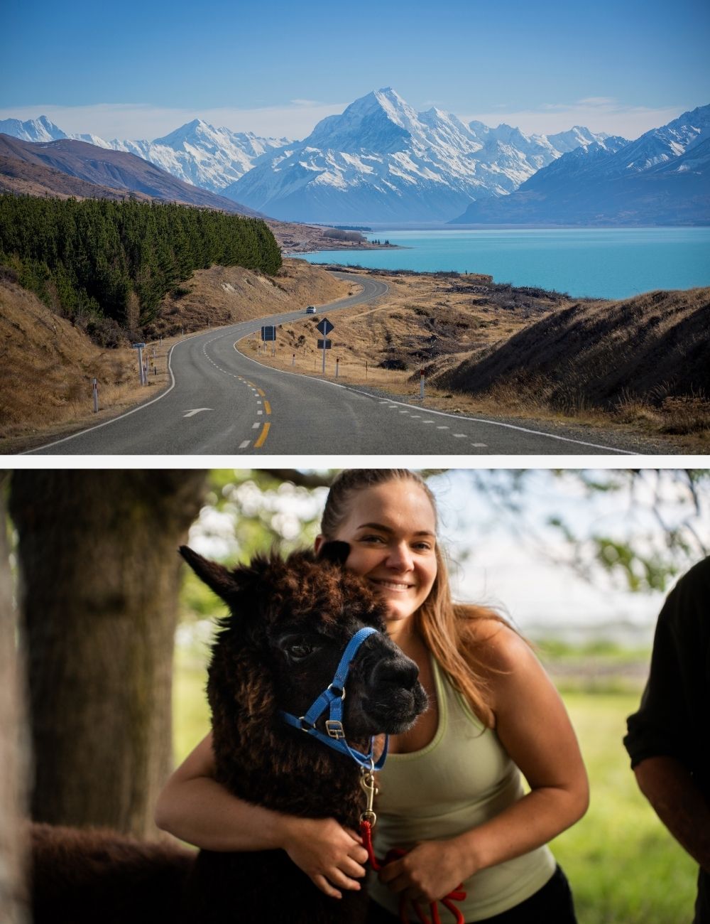 Top 8 things to do in Autumn in the Timaru District Mackenzie road trip and animal encounters
