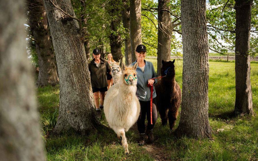 Alpaca Walks
